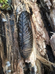 Pseudaneitea gigantea