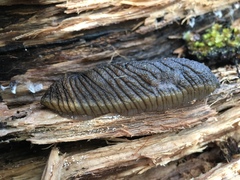 Pseudaneitea gigantea