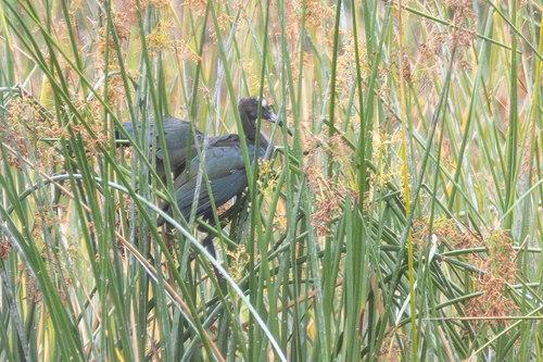 iNaturalist observation photo of White-faced Ibis