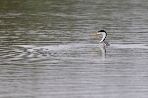 iNaturalist observation photo of Clark's Grebe