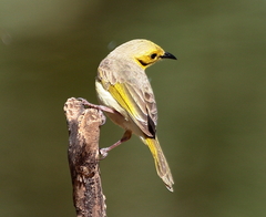 Ptilotula flavescens