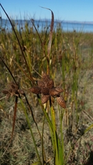 Bolboschoenus maritimus paludosus
