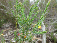 Eutaxia diffusa