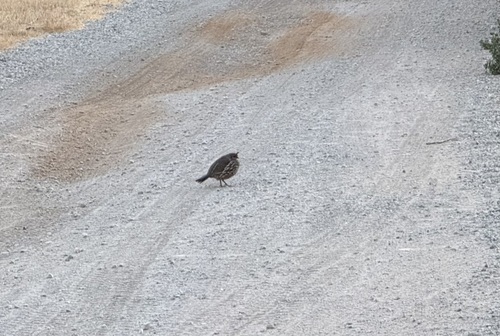 iNaturalist observation photo of California Quail