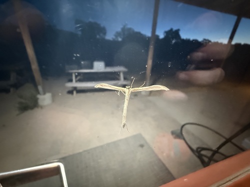 iNaturalist observation photo of Oidaematophorini