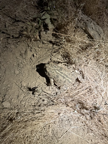 iNaturalist observation photo of Western Toad