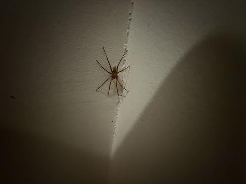 iNaturalist observation photo of Rocky Canyon Spiders