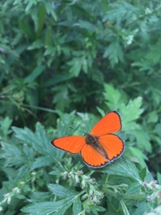 Lycaena dispar