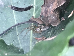 Allagelena difficilis