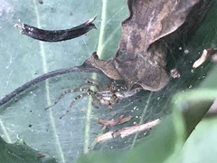 Allagelena difficilis