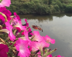 Macroglossum stellatarum
