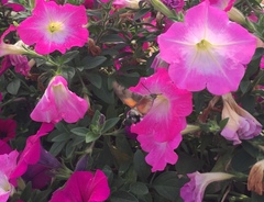 Macroglossum stellatarum