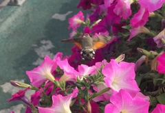 Macroglossum stellatarum