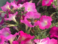 Macroglossum stellatarum