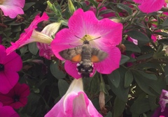 Macroglossum stellatarum