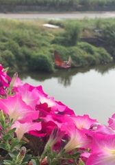 Macroglossum stellatarum