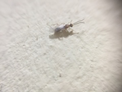 Formicidae