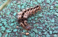 Acronicta rumicis