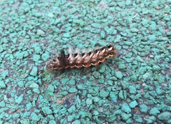 Acronicta rumicis