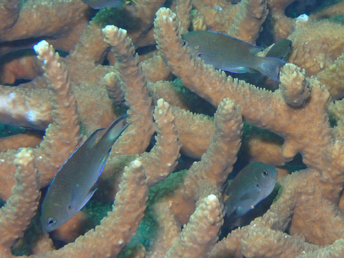 Neopomacentrus filamentosus observed 2025-03-30