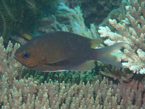 Chromis cinerascens observed 2025-03-30