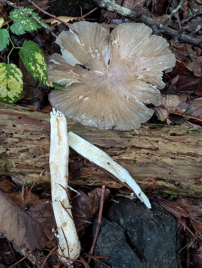 Megacollybia clitocyboidea · July 2025 · photo: © atsushi_nakajima_cirque (iNaturalist, cc-by)