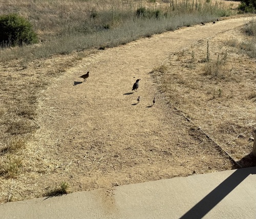 iNaturalist observation photo of California Quail