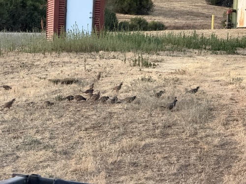 iNaturalist observation photo of California Quail