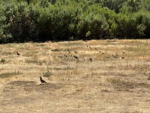 iNaturalist observation photo of California Quail
