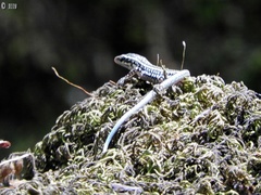 Anatololacerta pelasgiana