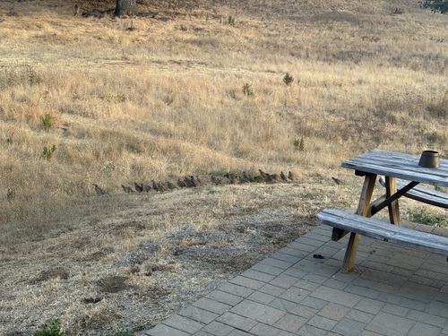 iNaturalist observation photo of California Quail