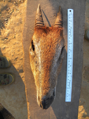 Maned Serow (Capricornis sumatraensis)
