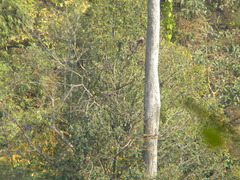 Trachypithecus phayrei