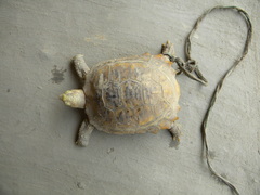 Indotestudo elongata