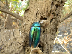 Sternocera