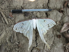 Actias selene