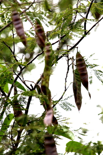 Lysiloma divaricatum - Whole tree