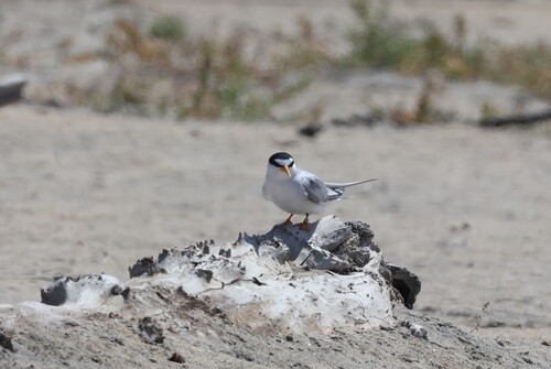 Charrancito americano (Sternula antillarum)