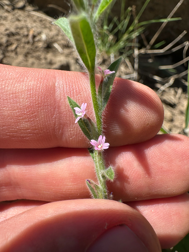 Torrey's willowherb (Epilobium torreyi)