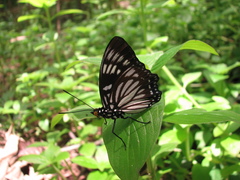 Euripus nyctelius