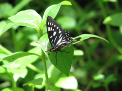 Euripus nyctelius