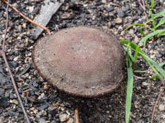 Neolentinus dactyloides