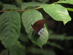 Euthalia telchinia