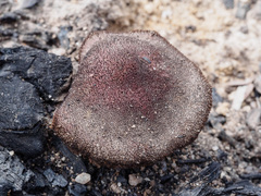Neolentinus dactyloides