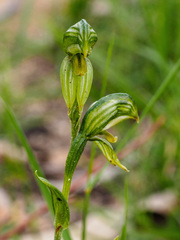 Pterostylis chlorogramma