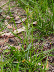 Pterostylis chlorogramma