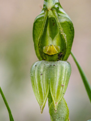 Pterostylis chlorogramma