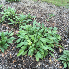 Salvia pentstemonoides