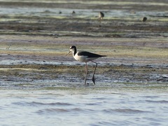 Himantopus mexicanus