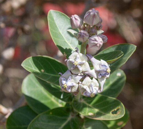 Calotropis gigantea observed 2025-07-03
